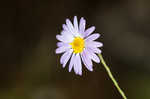 Late purple aster